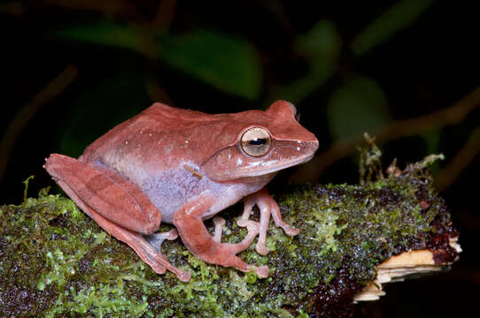 Image de Pseudophilautus reticulatus (Günther 1864)