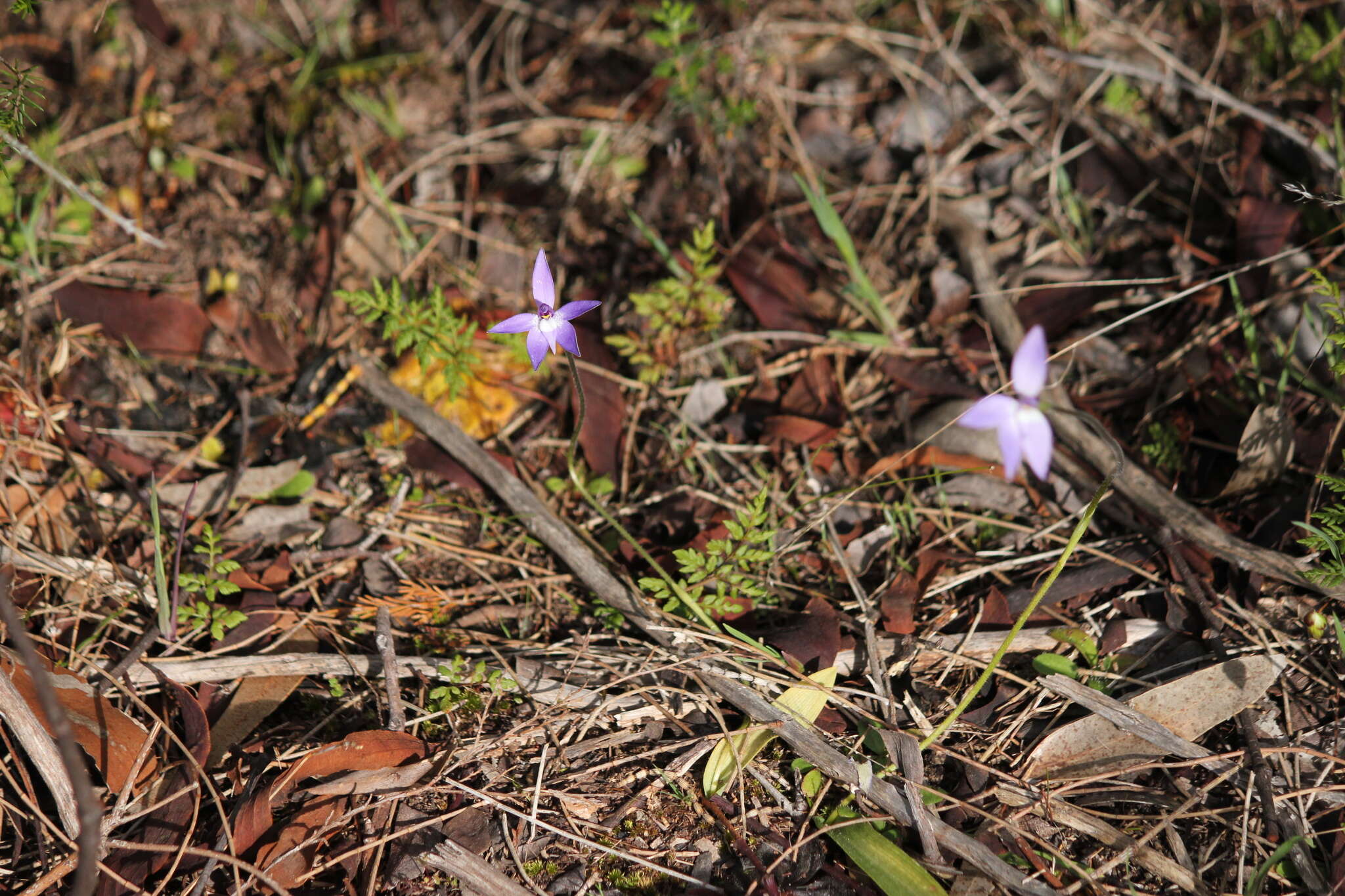 Imagem de Caladenia major (R. Br.) Rchb. fil.