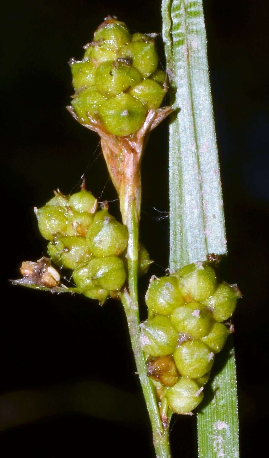 Carex caroliniana Schwein. resmi