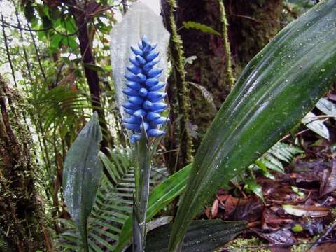 Ronnbergia maidifolia Mez的圖片