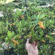 Plancia ëd Bursera cerasiifolia T. S. Brandeg.