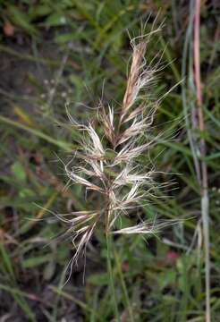 Image of Pentapogon quadrifidus (Labill.) Baill.