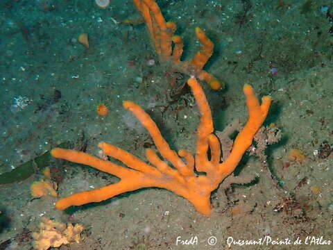 Image of branching sponge