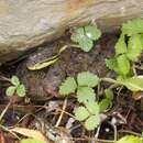 Image of Kham Plateau Pitviper