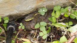 Protobothrops xiangchengensis (Zhao, Jiang & Huang 1979) resmi