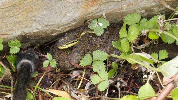 صورة Protobothrops xiangchengensis (Zhao, Jiang & Huang 1979)