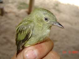 Image of Dwarf Tyranneutes