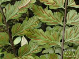 Image of Asplenium cuneatiforme Christ