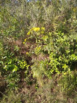 Plancia ëd Senecio brasiliensis (Spreng.) Less.