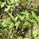 Image of Leptospermum speciosum Schau.