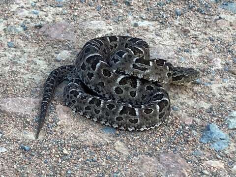 Image de Bothrops pubescens (Cope 1870)