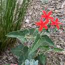 Image de Oxypetalum coccineum Griseb.