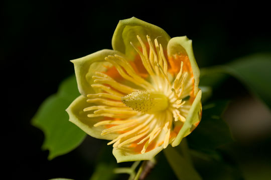 Image of <i>Liriodendron tulipifera</i> L.
