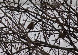 صورة Emberiza leucocephalos Gmelin & SG 1771