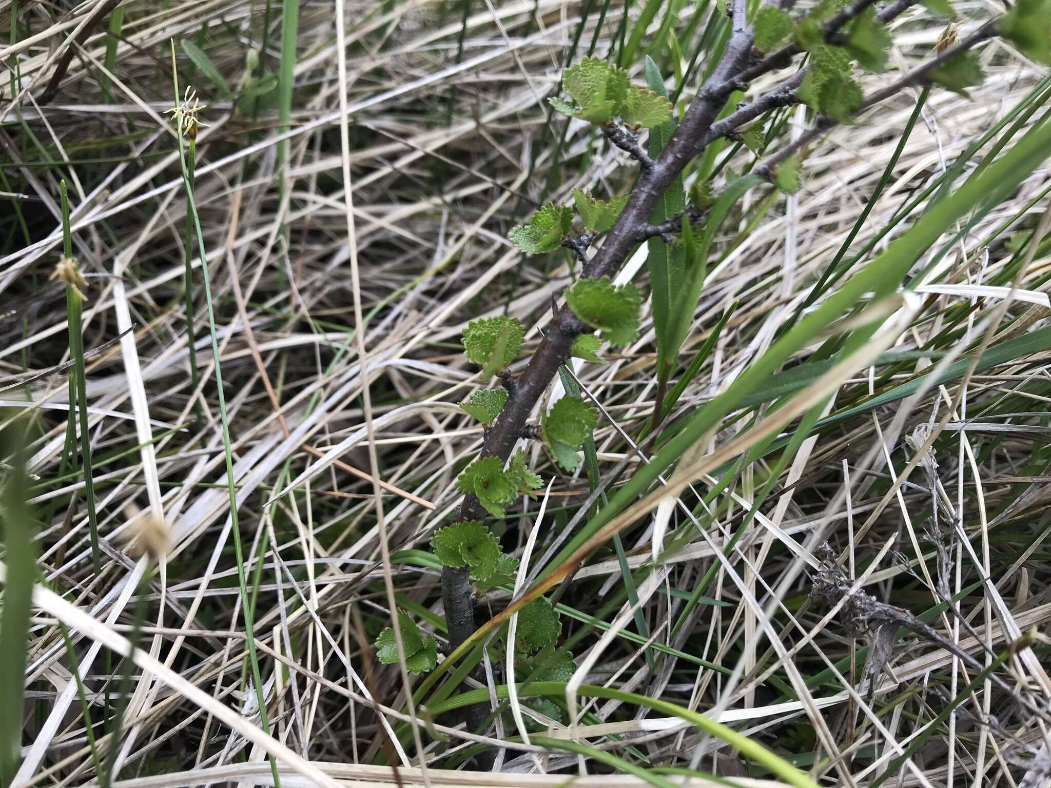 Image of Newfoundland dwarf birch