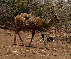 Image of Bushbuck