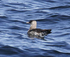 Image of Pomarine Jaeger