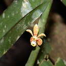 Image of Trichoglottis celebica Rolfe