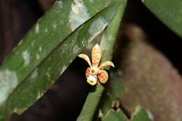 Trichoglottis celebica Rolfe resmi