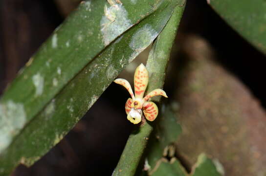 Image of Trichoglottis celebica Rolfe