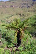 Image of Grassland tree fern