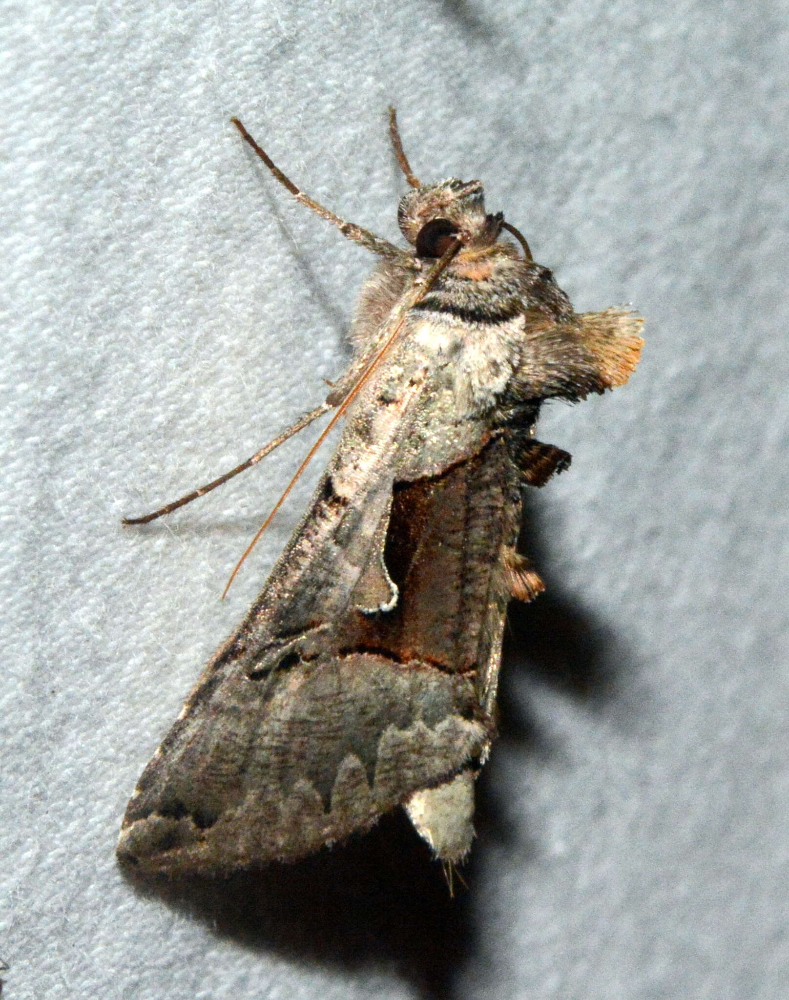 Image of Large Looper Moth, Broken-banded Y