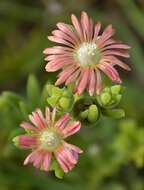 Image of Delosperma aereum (L. Bol.) L. Bol.