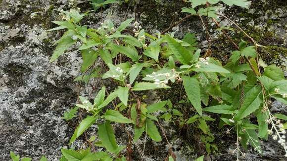 Sivun Buddleja racemosa A. Gray kuva