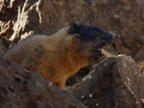 Imagem de Procavia capensis habessinicus (Hemprich & Ehrenberg 1832)