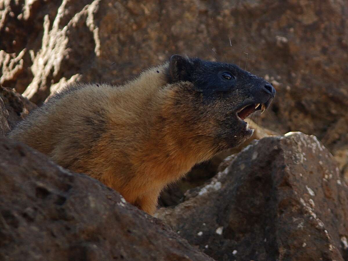 Image of Procavia capensis habessinicus (Hemprich & Ehrenberg 1832)