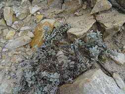 Image of Helichrysum retortum (L.) Willd.