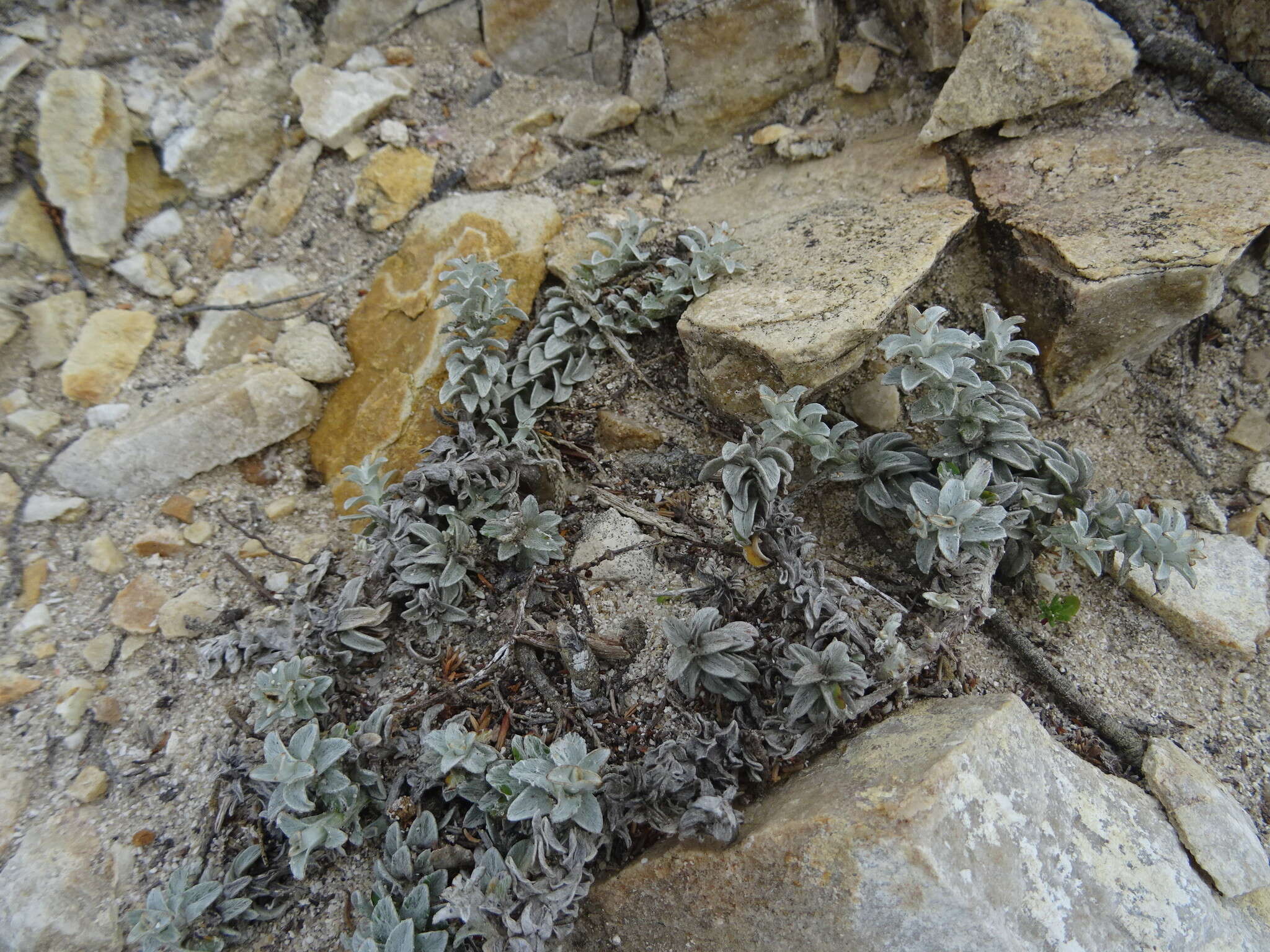 Image of Helichrysum retortum (L.) Willd.