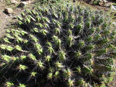 Image of Echinocereus pentalophus subsp. pentalophus