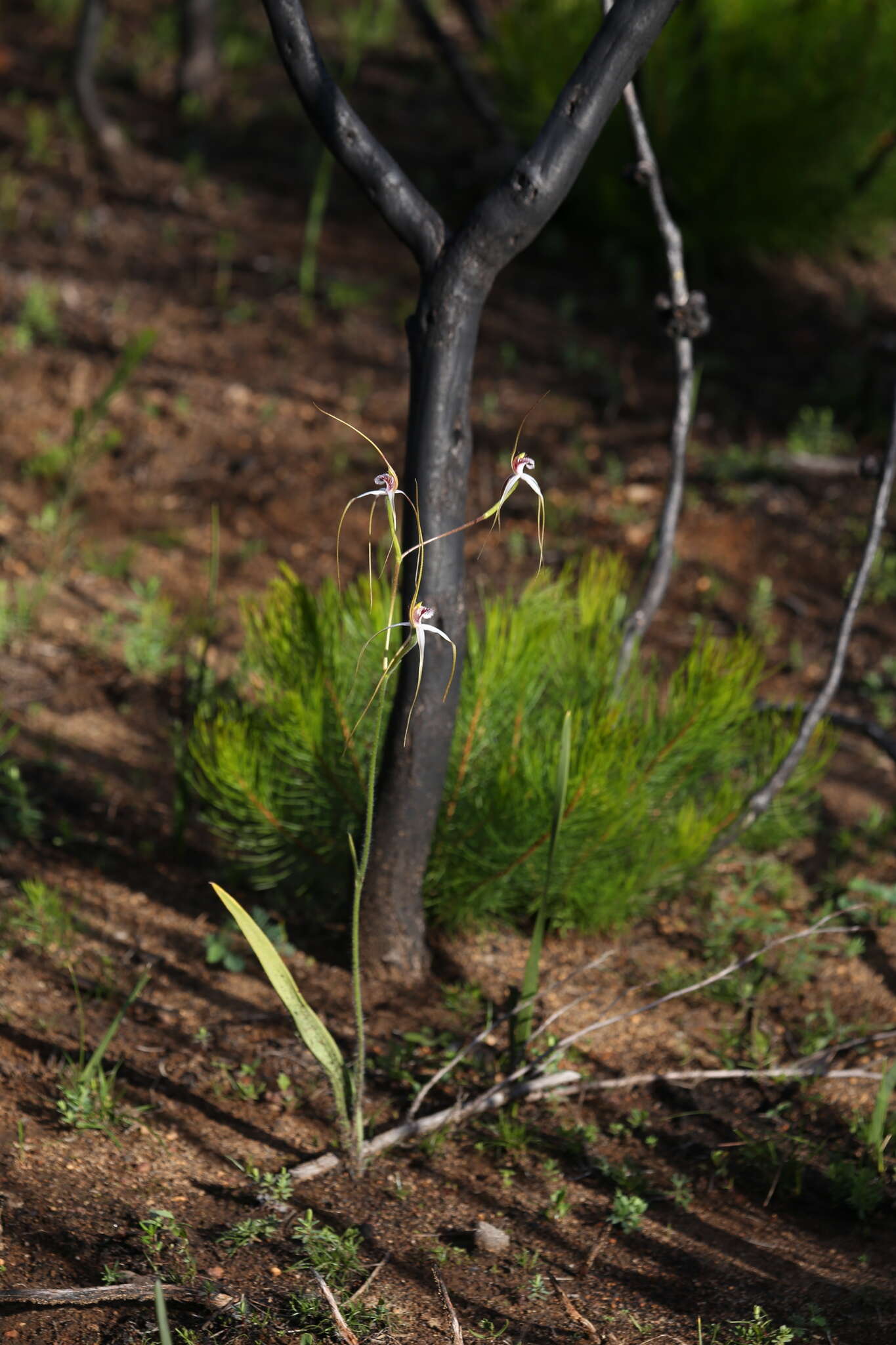 Caladenia longicauda subsp. clivicola Hopper & A. P. Br.的圖片