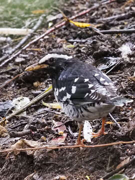 Image of Pied Thrush