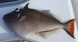 Image of Sargassum Triggerfish