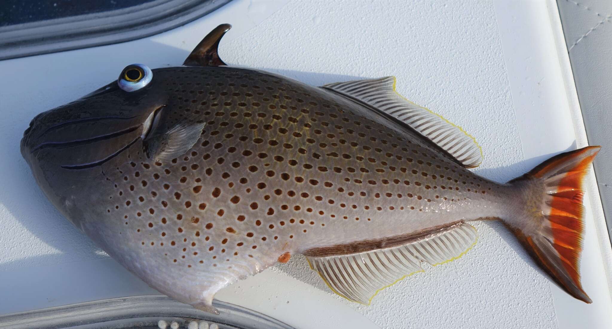 Image of Sargassum Triggerfish