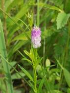 Image of blood milkwort