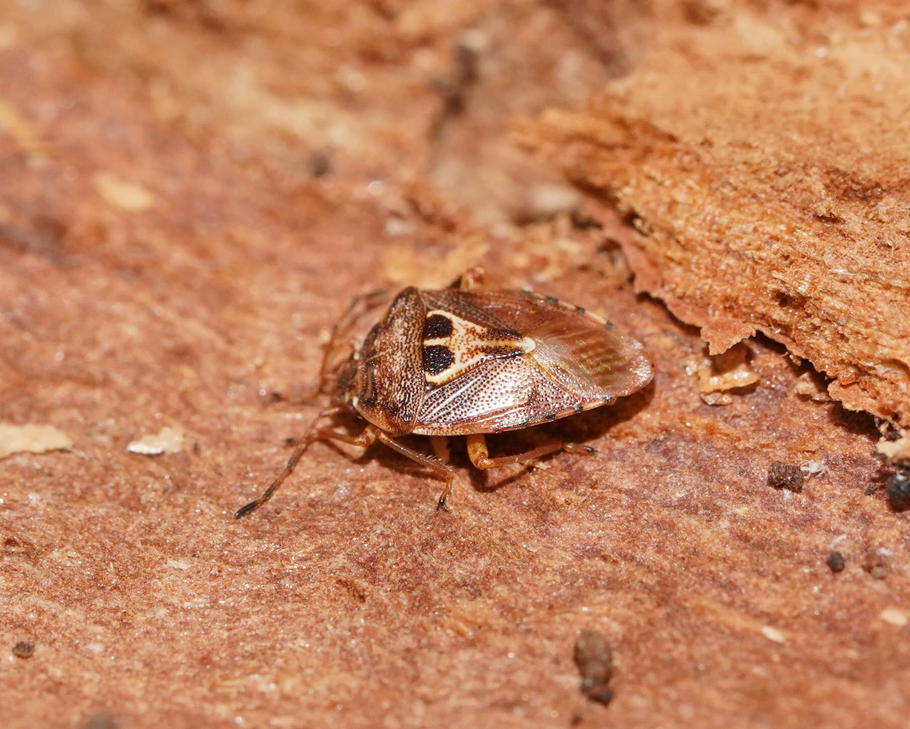 Image of Eupolemus angularis (Reuter 1881)