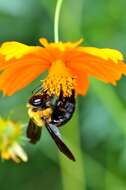 Imagem de Xylocopa appendiculata Smith 1852