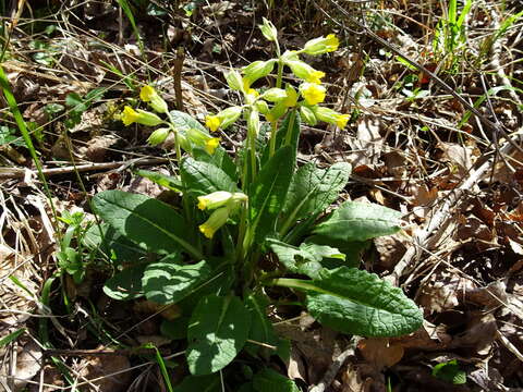 Image of Cowslip