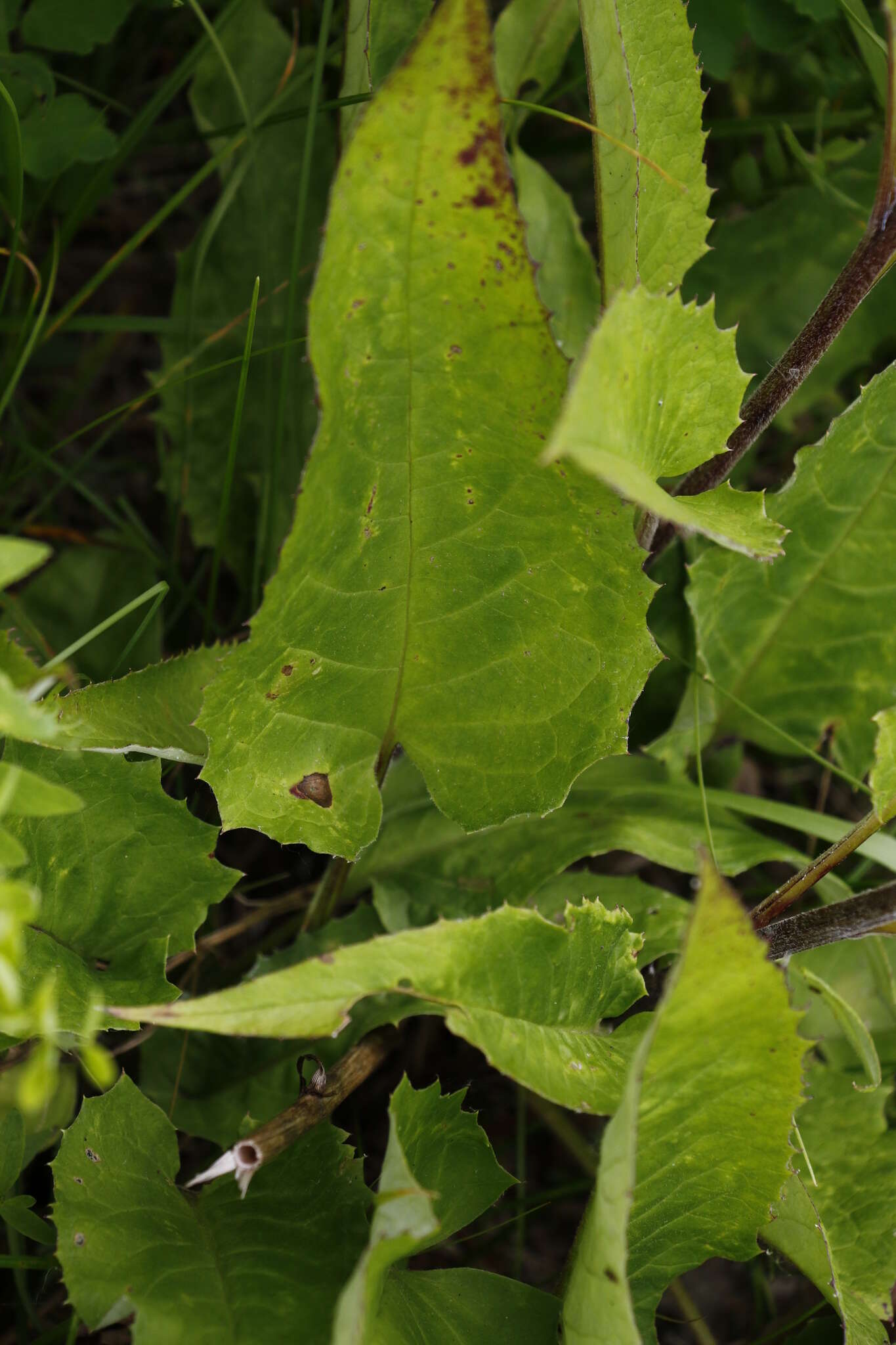 Image of Saussurea pseudotilesii Lipsch.