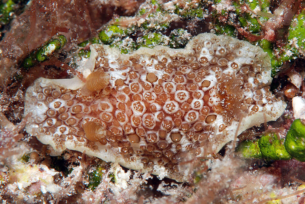 Image of Carminodoris grandiflora (Pease 1860)