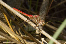 Image of Striped Meadowhawk