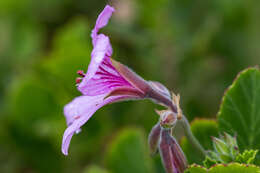 Imagem de Pelargonium betulinum (L.) L'Her.