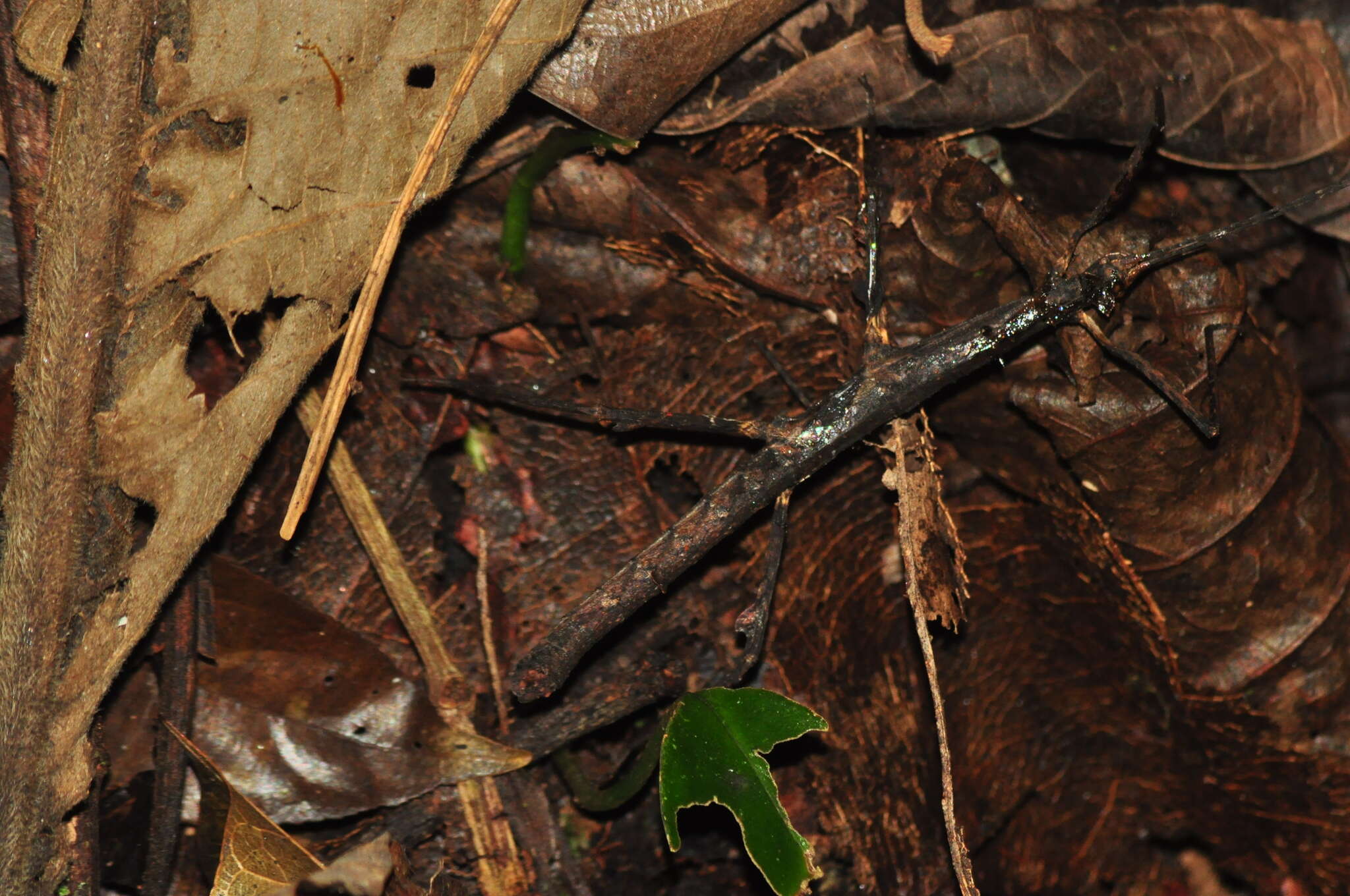 Image of Ceroys (Ceroys) perfoliatus (Gray & G. R. 1835)