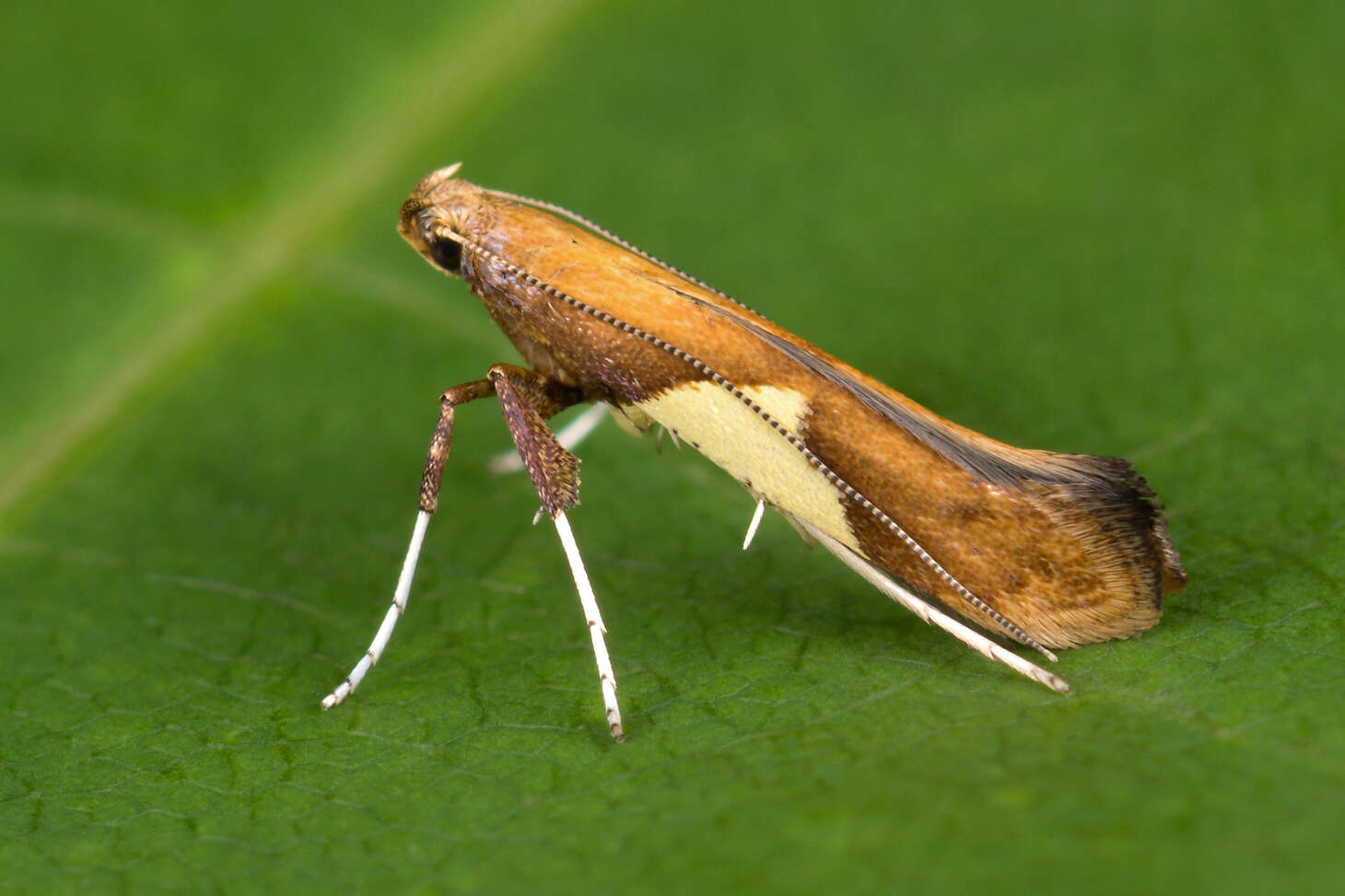 Imagem de Caloptilia stigmatella (Fabricius 1781)