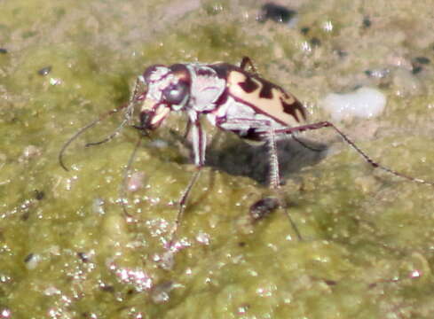 Image of Ellipsoptera macra fluviatilis (Vaurie 1951)