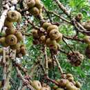 Sivun Ficus ribes Reinw. ex Bl. kuva