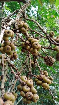 Image of Ficus ribes Reinw. ex Bl.